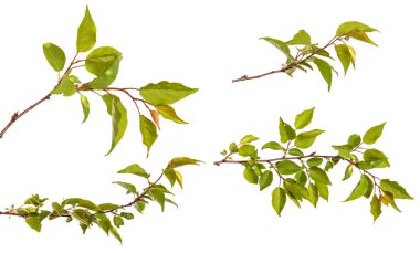 Yeşil yaprakları üzerinde beyaz backg izole ile kayısı ağacının dalını