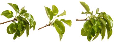 Genç yeşil yaprakları ile armut ağacının dalını. Beyaz b izole