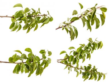 Genç yeşil yaprakları ile armut ağacının dalını. Beyaz b izole