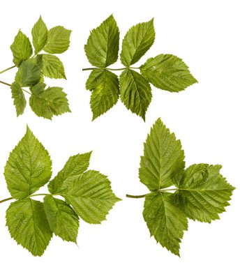 Yeşil yaprakları ile genç yeşil ahududu Filiz. Whit üzerinde izole