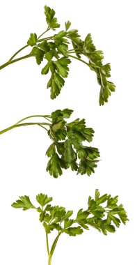 Yeşil yaprak maydanoz. Beyaz arka plan üzerinde izole. Ayarla