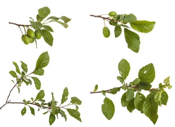 Bir erik ağacı dalı. Beyaz arka plan üzerinde izole. Ayarla