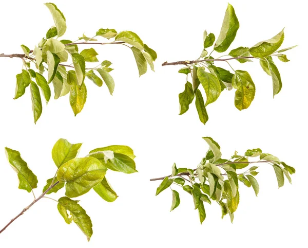 Větev jabloně se zelenými listy. Izolované na bílém bac — Stock fotografie