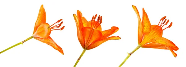 A Sásliliom az orange bud virágzó. Elszigetelt fehér background — Stock Fotó