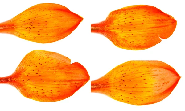 Portakal çiçeğim daylily tomurcuğu. Beyaz arka plan üzerinde izole. S