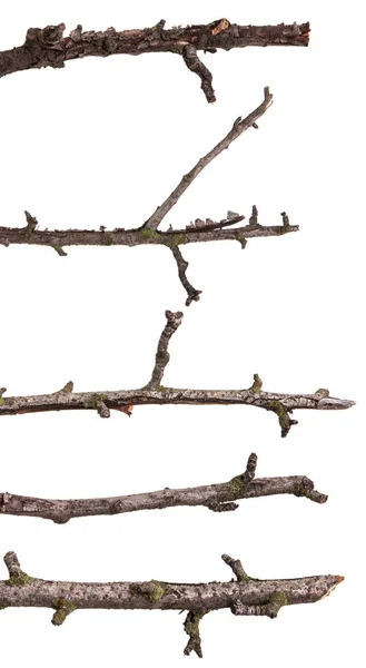 Kuru armut ağacı dalı. Beyaz arka plan üzerinde izole. Ayarla — Stok fotoğraf