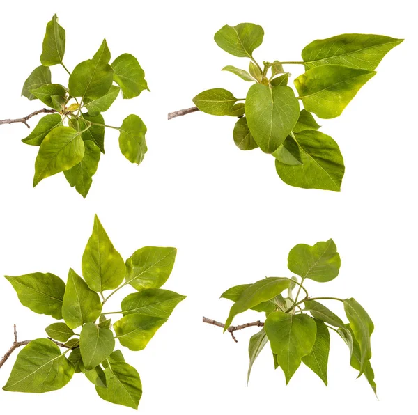 Genç yeşil yaprakları ile Lila bir çalı Şubesi. WH izole