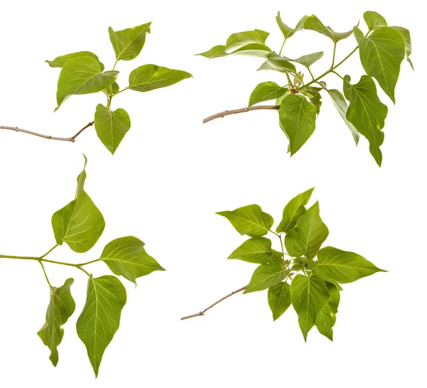 Una rama de un arbusto lila con hojas verdes jóvenes. Aislado en wh —  Fotos de Stock