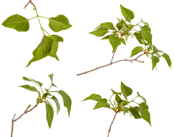 Genç yeşil yaprakları ile Lila bir çalı Şubesi. WH izole