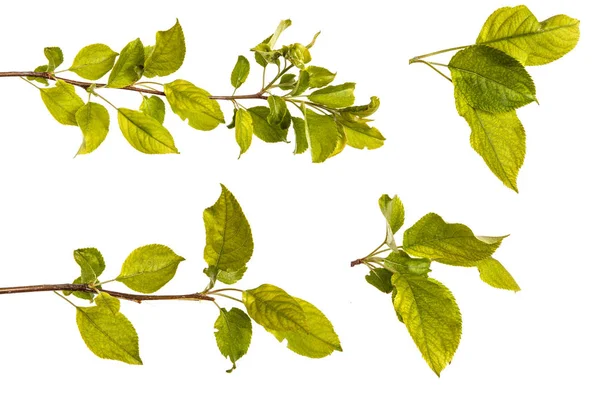 Une branche de pommier aux feuilles vertes. Isolé sur blanc b — Photo