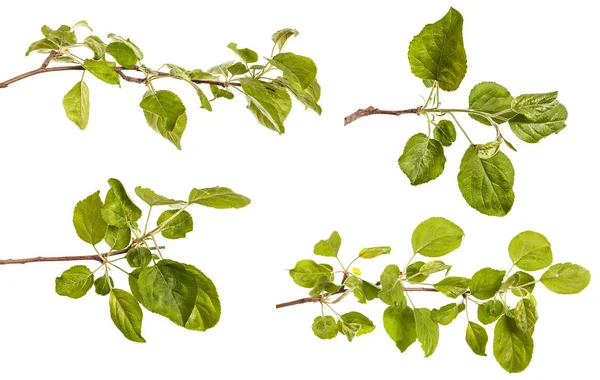 Une branche de pommier aux feuilles vertes. Isolé sur blanc b — Photo