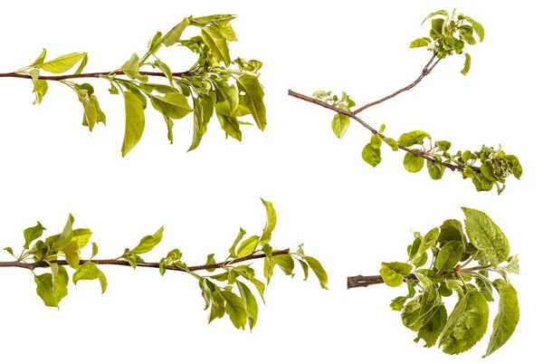 Une branche de pommier aux feuilles vertes. Isolé sur blanc b — Photo