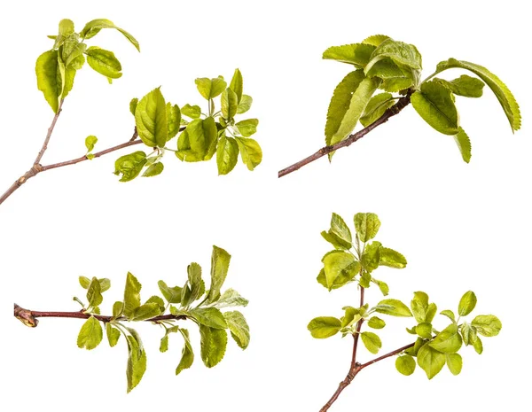 Yeşil yaprakları ile bir elma ağacı dalı. Beyaz b izole