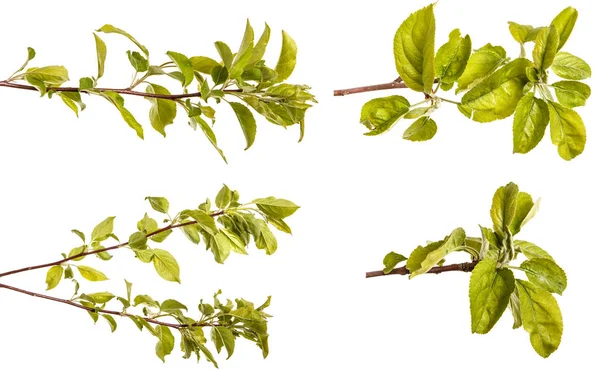 Yeşil yaprakları ile bir elma ağacı dalı. Beyaz b izole