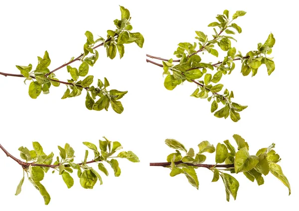 Yeşil yaprakları ile bir elma ağacı dalı. Beyaz b izole