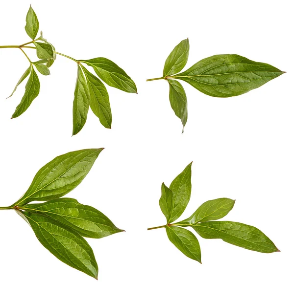 Şakayık çiçekleri yeşil lahanası. Beyaz arka plan üzerinde izole. Se