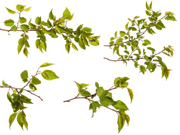 Branche d'abricot aux feuilles vertes isolées sur fond blanc — Photo