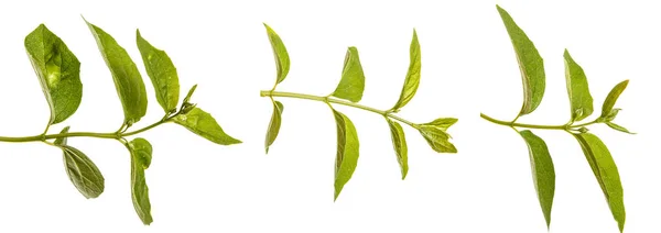 녹색 잎 재 스민 부시의 분기입니다. 흰색 바에 절연 — 스톡 사진
