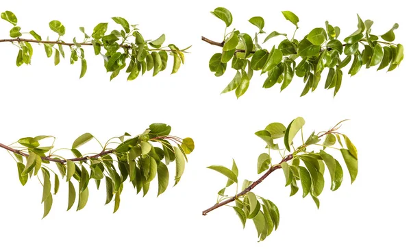 Branche de poirier aux jeunes feuilles vertes. Isolé sur blanc b — Photo