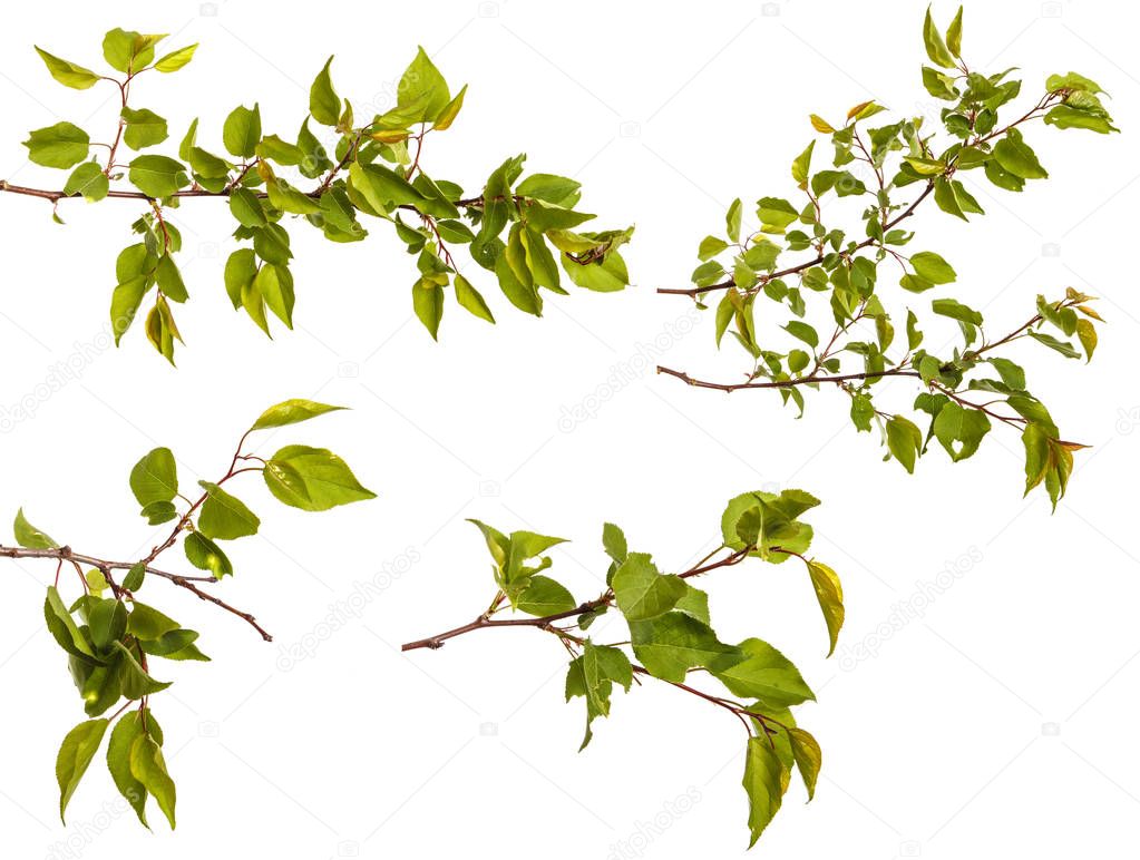 Branch of apricot tree with green leaves isolated on white backg
