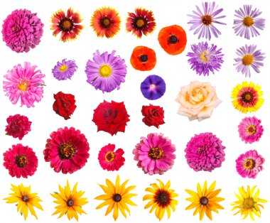 Değişik Bahçe çiçek tomurcukları. Beyaz arka plan üzerinde izole. 