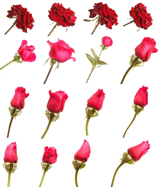 Бутон красной розы, выделенный на белом фоне красных роз. Изолировать — стоковое фото