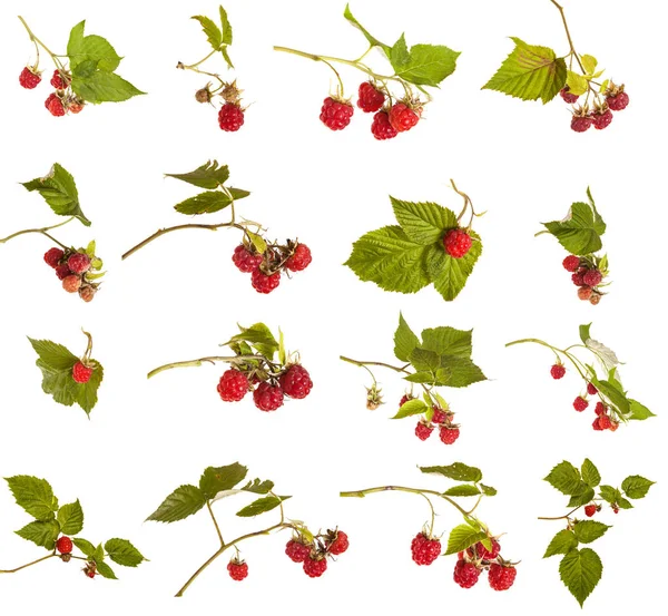 Ripe raspberries with green leaves on a branch. Isolated on whit — Stock Photo, Image