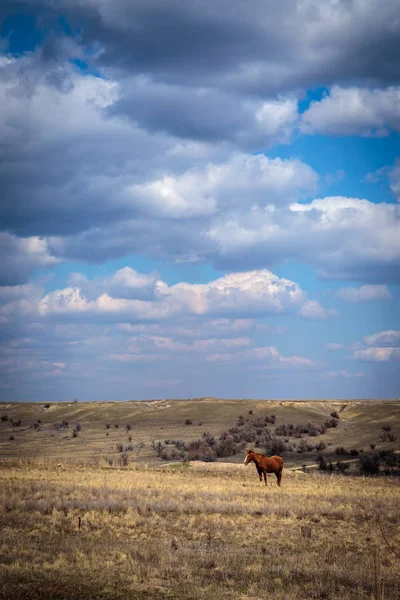 Horse Grazing Field Landscape — Stock Photo, Image