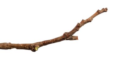 Bir kızılağaç dalının kuru dalı. beyaz arkaplanda izole