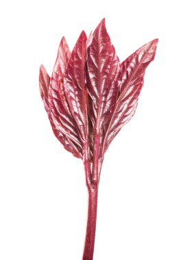 Genç bir yer fıstığı filizinin parçası. beyaz arkaplanda izole