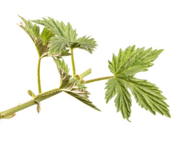 Genç yeşil hop yaprakları. beyaz arkaplanda izole