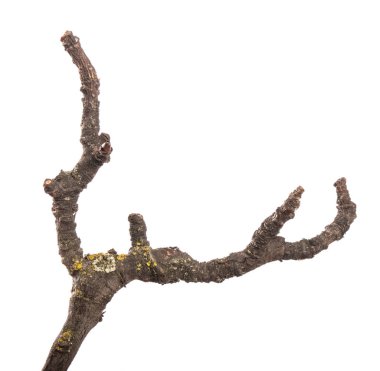 Eski bir armut dalının parçası. beyaz arkaplanda izole