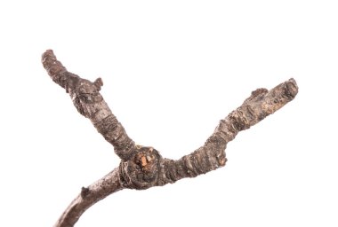 Eski bir armut dalının parçası. beyaz arkaplanda izole