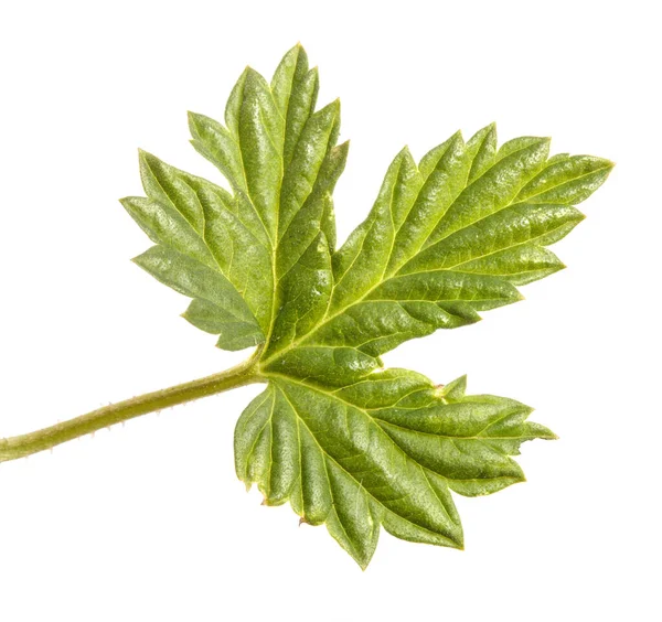 Young Green Hop Leaves Isolated White Background — Stock Photo, Image
