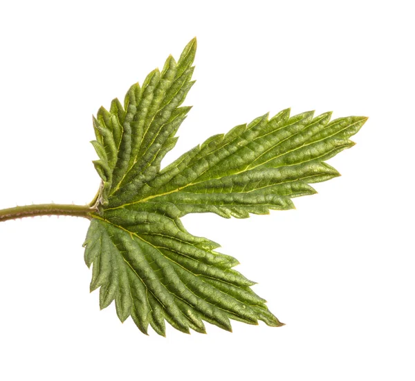 Молодые Зеленые Листья Хмеля Изолированные Белом Фоне — стоковое фото
