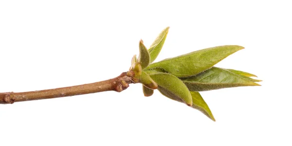 Lila Bush Tak Met Groene Bladeren Geïsoleerd Witte Achtergrond — Stockfoto