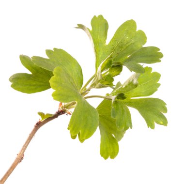 Yeşil yapraklı frenk üzümü dalı. beyaz arkaplanda izole