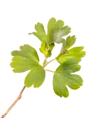 Yeşil yapraklı frenk üzümü dalı. beyaz arkaplanda izole