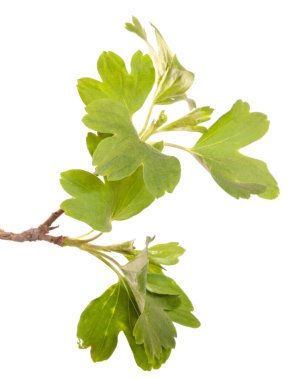 Yeşil yapraklı frenk üzümü dalı. beyaz arkaplanda izole