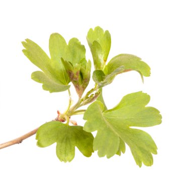 Yeşil yapraklı frenk üzümü dalı. beyaz arkaplanda izole