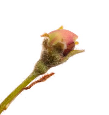 Çiçekli armut yakın plan. beyaz arkaplanda izole