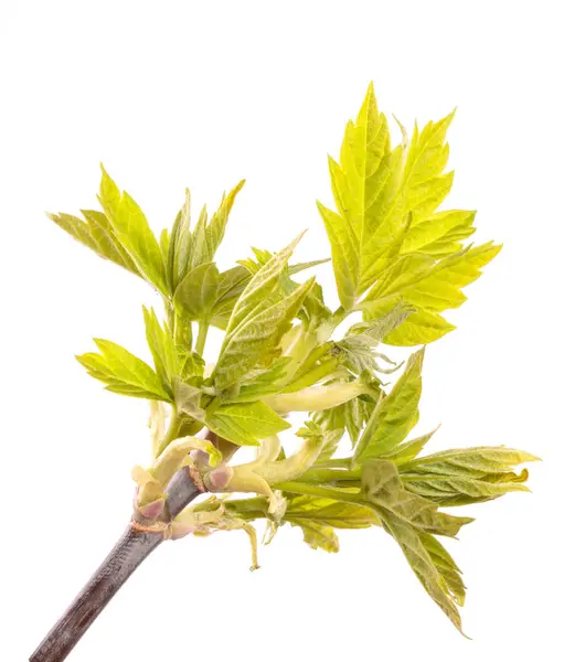 Young Sprout Maple Isolated White Background — Stock Photo, Image