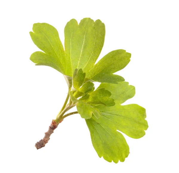 Currant Bush Branch Green Leaves Isolated White Background — Stock Photo, Image