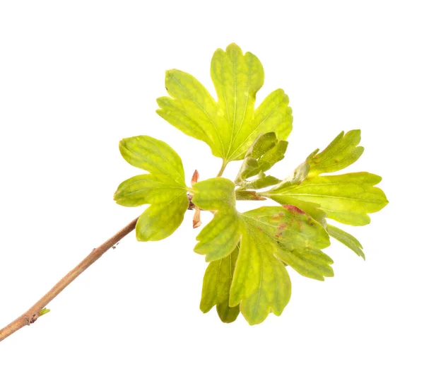 Currant Bush Branch Green Leaves Isolated White Background — Stock Photo, Image