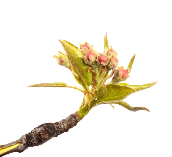 Flowering Pear Close Isolated White Background — Stock Photo, Image