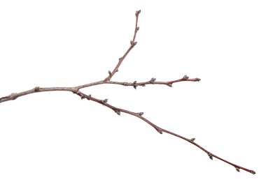 Beyaz arkaplanda kuru kayısı dalları