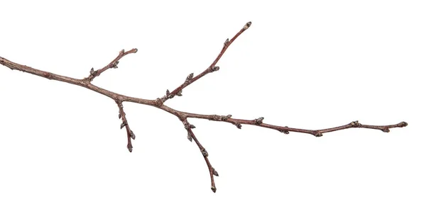 Torr Aprikos Träd Grenar Vit Bakgrund — Stockfoto