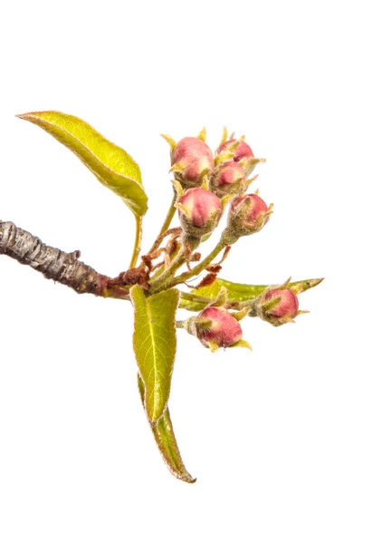梨树的一部分 开着盛开的花 在白色背景下 — 图库照片