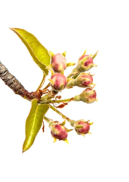 Part Pear Tree Branch Blooming Flowers White Background — Stock Photo, Image