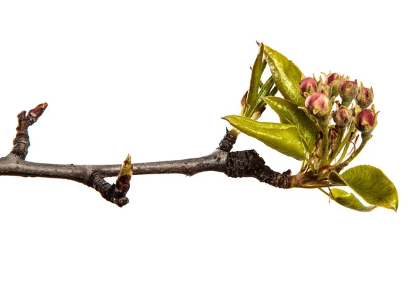 Part Pear Tree Branch Blooming Flowers White Background — Stock Photo, Image